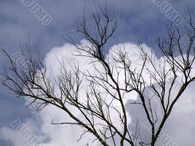 Branch in the sky