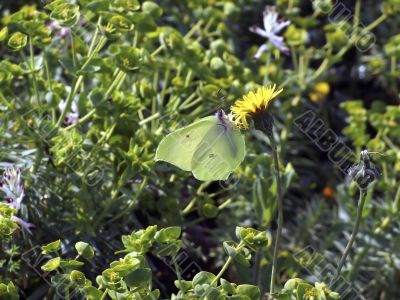 Yellow butterfly