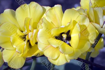 wild flower tulips spring nature. close-up