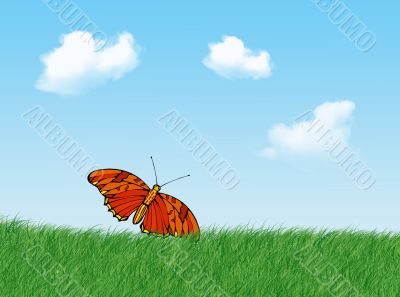 Butterfly