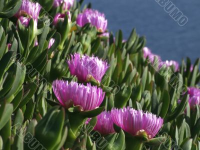 Fucsia flowers