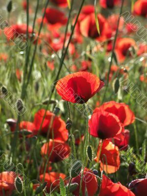 Poppies