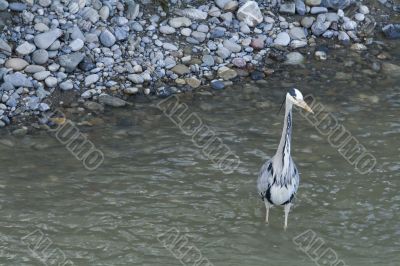 Great gray heron