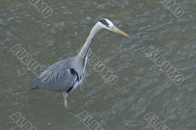 Great gray heron