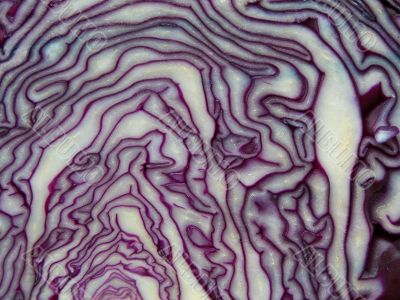 Purple and white colored cabbage