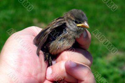 bird in hand