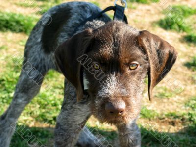 Wirehair Puppy