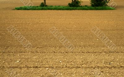 Field with grass