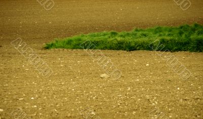 Field with grass