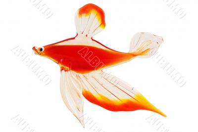 Glass golden carp isolated on the white background