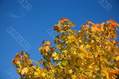 Autumnal maple