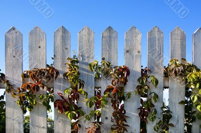 Batten fence