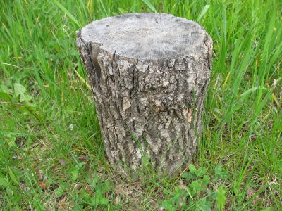 An old stub of a tree in the grass