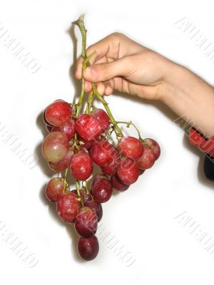 Grape cluster