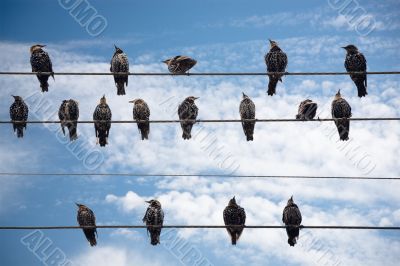 Birds on a Wire.