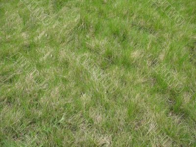 grass texture from a park