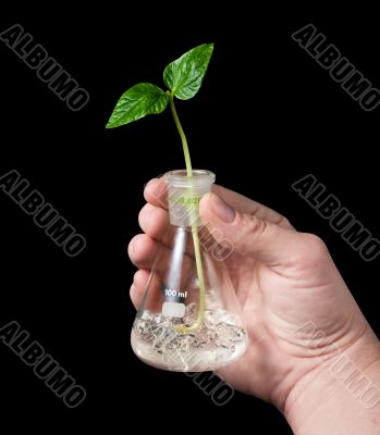 Sprout,flask,hand 01
