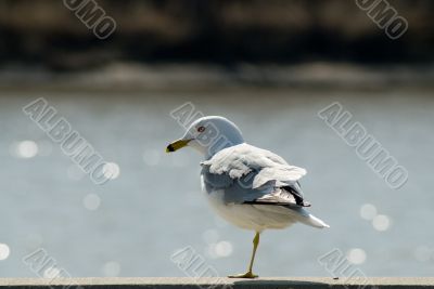 One Legged Seagull