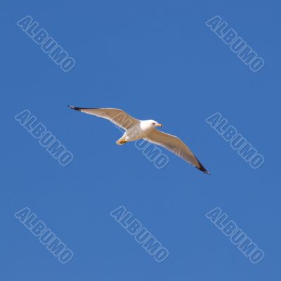 Flying Seagull