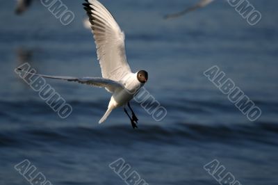 white beautiful seagull above water fliying