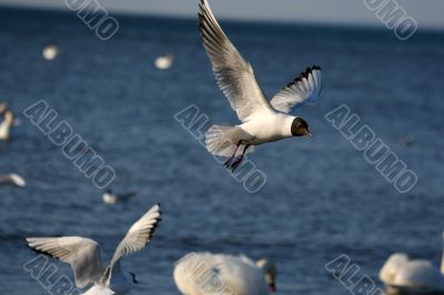 white beautiful seagull above water fliying