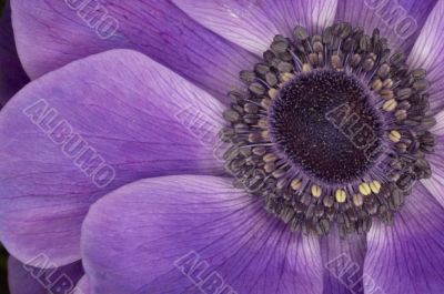 Purple anemone