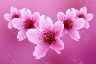 pink flowers of peach