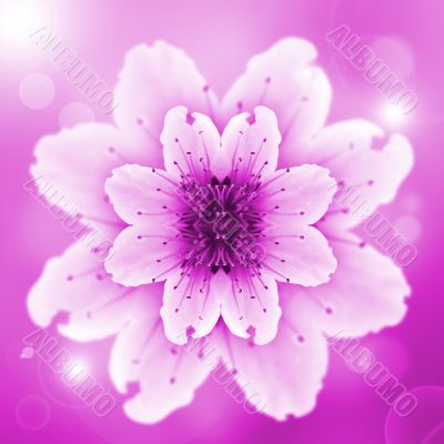 one pink flower of peach