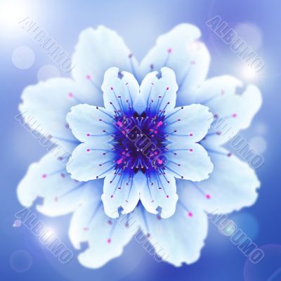 blue flower