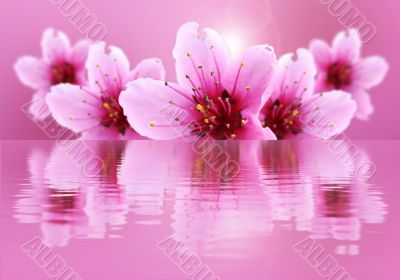 pink flowers in water