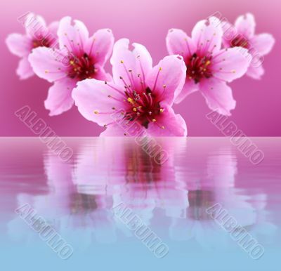 flowers of peach