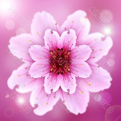one pink flower of peach
