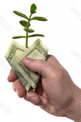 Hand,money,sprout