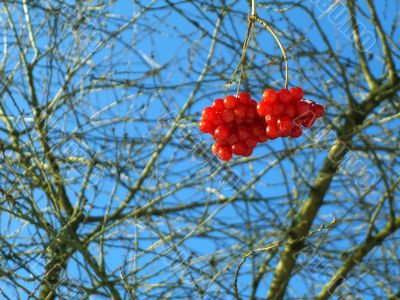 Snowball tree