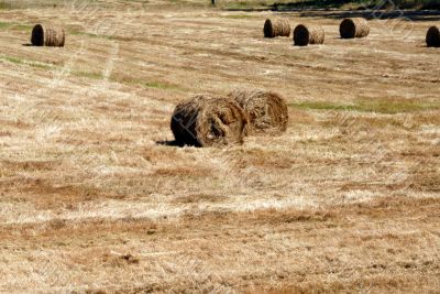 Hay field in summer