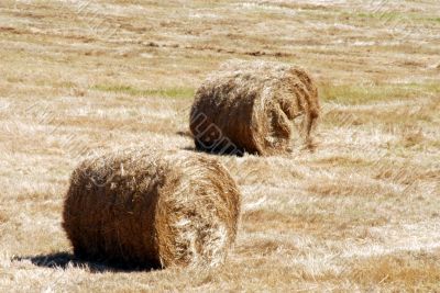 Hay field in summer