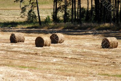 Hay field in summer