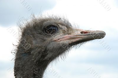 ostrich