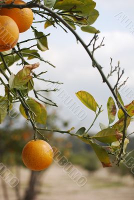 oranges on bush