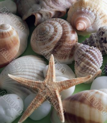 shells and stones