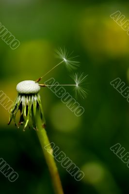 Two Dandelion seeds