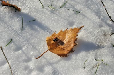 ladybug in winter