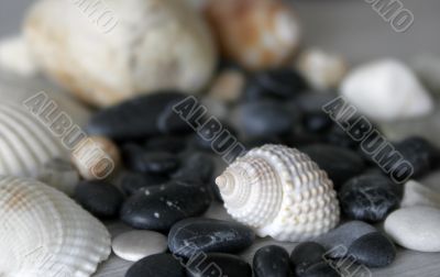 shells and stones