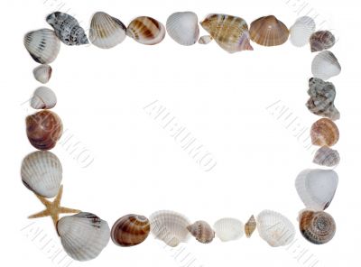shell frame