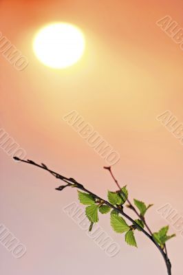 Tree and sun