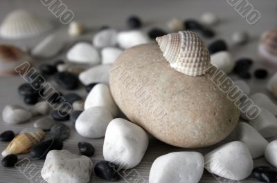 shells and stones