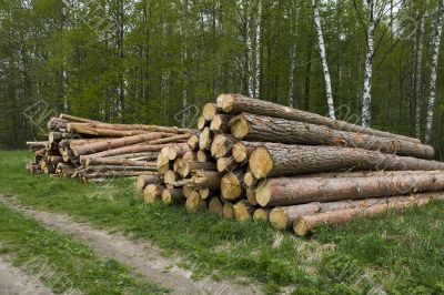 Pine logs