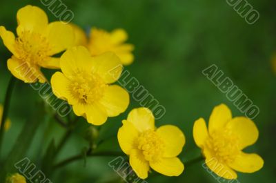 Buttercups