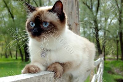 Cat sitting on fence