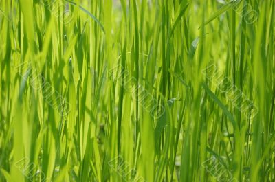 Green grass